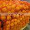 FRESH ORANGES FROM SOUTH AFRICA