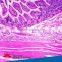 Direct factory 100 pieces set mammalian histology prepared microscope slides