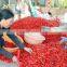 Good quality Dried Red Chilli from Vietnam (website: hanfimex08)