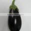 Eggplant Seeds - High Yield High Quality High Resistant Seeds for Planting