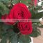 Red Color High Quality Valentine's Day Fresh Cut Rose Flower For Wholesale