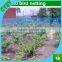 Polythene Knotless Net---Anti Bird Net
