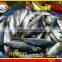 FROZEN SHORT BODY MACKEREL WHOLE ROUND