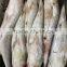 Export Vietnam 1-1.5KG Frozen Gullet Mullet Fish