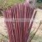 Bamboo garden canes growing sticks for planting support DYED BROWN