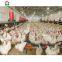 full automated comlit chicken house