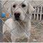 Hot-dip galvanized steel wire mesh, animal fence