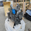 Usine originale chinoise, moteur Weichai 1000-03264, moteur pour autobus chinois