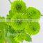 Love theme hot selling green chrysanthemum flower