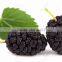 Nature Pure Mulberry Leaf Powder Producers