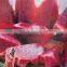 BEST QUALITY DRAGON FRUIT : RED AND WHITE KINDS