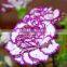 Fresh Cut Flower Classical Single Gerbera Decoration Flowers
