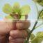 Exquisite promotional natural orchid