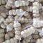 Normal white Garlic 5.5 cm Fresh garlic white/Normal white garlic/Shandong Jinxiang Garlic