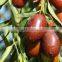 Ejiao jujube packing in bag