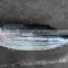 Frozen skipjack tuna fish WR,IQF