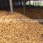Factory of Fresh Potatoes