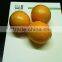 VALENCIA FRESH ORANGE FROM EGYPT
