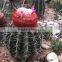 Melocactus amoenus (Hoffm.) Preiff