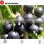 supply Chian fruite organic Frozen IQF black currants