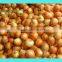 Fresh Yellow Onion