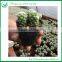 Wholesale All Types Of Cactus Plants