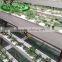 The latest product celery planting groove with agricultural