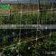 White Agriculture plant support net