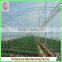 Commercial Plastic Vegetable Greenhouse for Sale With Seedbed