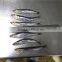 Good Quality Frozen Whole Anchovy
