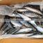 Pacific Mackerel 250-300g Seafrozen 2015