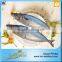 Frozen Horse Mackerel in China