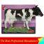 Artificial Fiberglass Lifesize Cows
