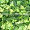 Frozen Broccoli fruit and vegetable processing broccoli processing line