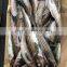 Good price frozen alaska pollack fish head off