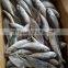 Frozen whole round sea frozen horse mackerel