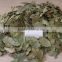 bay leaf price best Bright Natural Green Color Turkish Laurus Nobilis , laurel leaf factory