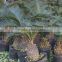 Cycas revoluta china planting cycad trees