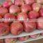 Fuji Apple Farm Export