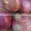 2016 Fresh onion exporters in China fresh onion export to dubai
