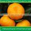 agriculture products to sale mandarin oragnes