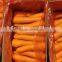 chinese Fresh Washed Carrot 150g -250g in 10kg carton