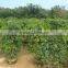 Natural Evergreen Ficus Benjamina L