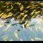 Sodium humate feed addtive feed grade for fish, chicken, cattle