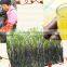 Neweek popular fruit extractor manual sugar cane juice machine
