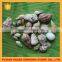 sea shell conch shell of shell animals
