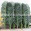SJ7001027 Preserved outdoor plam tree leaf with UV protection