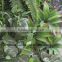 ODM or OEM artificial plants wall in factory,fake green wall