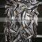 Sea frozen horse mackerel