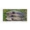 SNAKEHEAD/ CHANNA/ OPHIOCEPHALUS